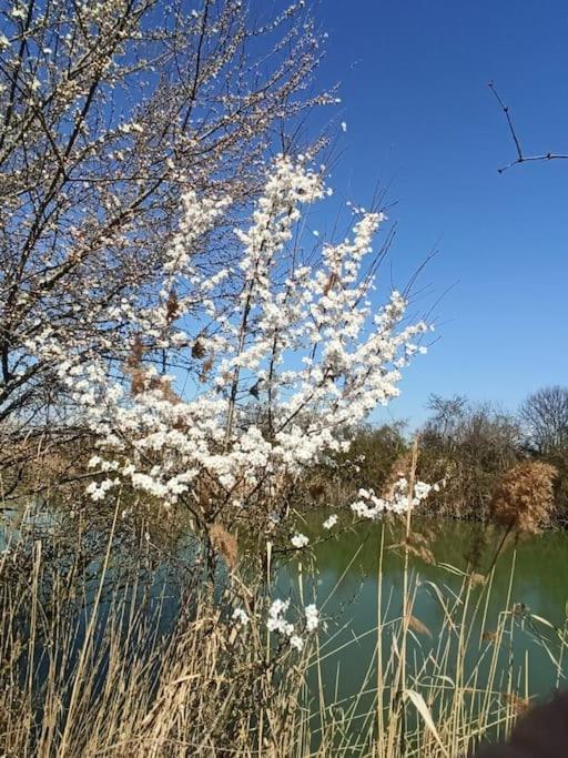 Locazione Mimosa Con Giardino Βίλα Ostellato Εξωτερικό φωτογραφία
