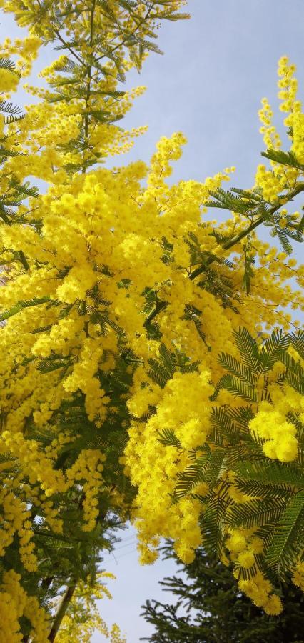 Locazione Mimosa Con Giardino Βίλα Ostellato Εξωτερικό φωτογραφία